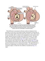 Andersons pediatric cardiology 795 