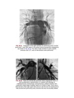 Andersons pediatric cardiology 966 