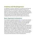 Andersons pediatric cardiology 977 