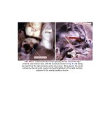 Andersons pediatric cardiology 1355 