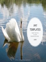 ( mẫu powerpoint ) swan nature PPT templates standard 