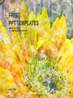 ( mẫu powerpoint ) sunflower nature PPT templates standard 