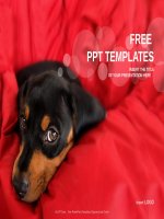 ( mẫu powerpoint ) little dog nature PPT templates standard 