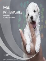 ( mẫu powerpoint ) baby puppy being held in the hand powerpoint templates standard 