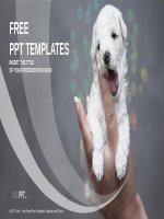 ( mẫu powerpoint ) baby puppy being held in the hand powerpoint templates widescreen 