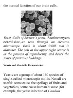 On food and cooking  the science and lore of the kitchen ( PDFDrive ) 1347 