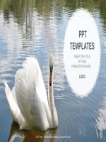 ( mẫu powerpoint ) swan nature PPT templates widescreen 