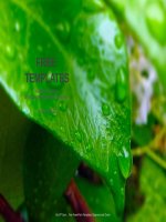 ( mẫu powerpoint ) dew drop on green leaf nature PPT templates standard 