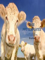 ( mẫu powerpoint ) cows in the field powerpoint templates standard 