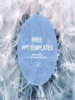 ( mẫu powerpoint ) black and white dandelion seeds with natural background powerpoint templates standard 