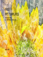 ( mẫu powerpoint ) sunflower nature PPT templates widescreen 