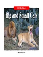 raz lg20 bigandsmallcats 