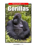 raz lk27 gorillas 