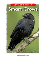raz lf36 smartcrows 