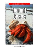 raz lm26 hermitcrabs 