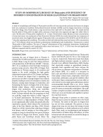 Study on morphology, biology of Thrips palmi and efficiency of different concentration of neem leaf extract on dragon fruit