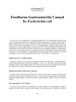 Modern food microbiology 7th ed   phần 127 