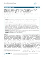 characterization of murine macrophages from bone marrow spleen and peritoneum 