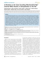 a mutation in the gene encoding mitochondrial mg2 channel mrs2 results in demyelination in the rat 