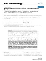 analysis of chromobacterium sp natural isolates from different brazilian ecosystems 