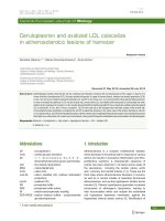 ceruloplasmin and oxidized ldl colocalize in atherosclerotic lesions of hamster 