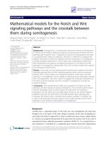 mathematical models for the notch and wnt signaling pathways and the crosstalk between them during somitogenesis 
