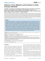 influenza a virus migration and persistence in north american wild birds 