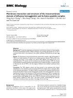membrane interaction and structure of the transmembrane domain of influenza hemagglutinin and its fusion peptide complex 