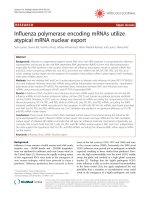 influenza polymerase encoding mrnas utilize atypical mrna nuclear export 