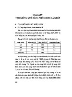 Nghiên cứu kỹ thuật trồng cây quế: Phần 2