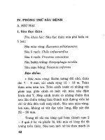 Hướng dẫn cách trồng và chăm sóc cây mía: Phần 2