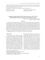 Nghiên cứu khả năng sử dụng chủng Streptomyces XK3.1 và tra trong phòng trừ Fusarium oxysporum và Corynespora cassiicola