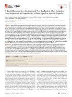 a luxr homolog in a cottonwood tree endophyte that activates gene expression in response to a plant signal or specific peptides 