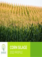 Catalogue Ngô ủ chua (VN)