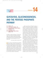 Ebook Principles of biochemistry (4th edition): Part 2