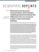 Biochemical and structural characterization of the interface mediating interaction between the influenza A virus non-structural protein-1 and a monoclonal antibody