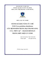 Đánh giá khả năng ức chế nấm neoscytalidium dimidiatum gây bệnh đốm trắng hại thanh long của phức zn2+  oligochitosan trong điều kiện in vitro