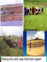 Bài 42. Một số hình thức chủ yếu của tổ chức lãnh thổ nông nghiệp