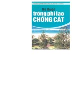 Hướng dẫn trồng và chăm sóc cây phi lao chống cát: Phần 1