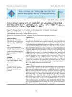 Ảnh hưởng của cắt dây và thời gian xử lý khô hạn đến sinh trưởng, năng suất và chất lượng khoai lang tím HL491 (ipomoea batatas (lam ) l ) trồng chậu trên giá thể