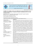 Nghiên cứu chiết tách cao chiết hạt củ đậu (pachyrhizus erosus) có chứa rotenone và khảo sát hoạt tính kháng sâu ăn tạp (spodoptera litura)