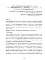 Nghiên cứu điều chế gel nhũ tương bôi da chứa đồng thời cao rau đắng biển (Bacopa monnieri L.) và cao lược vàng (Callisia fragrans L.)