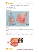 ly thuyet sinh hoc lop 8 bai 28 