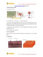 ly thuyet sinh hoc lop 8 bai 4 mo 