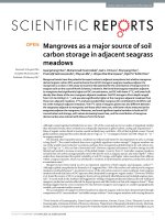 mangroves as a major source of soil carbon storage in adjacent seagrass meadows 