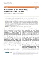 maintenance of genome stability by fanconi anemia proteins 
