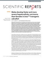 males develop faster and more severe hepatocellular carcinoma than females in krasv12 transgenic zebrafish 