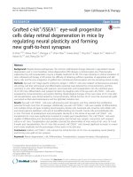 grafted c kit ssea1 eye wall progenitor cells delay retinal degeneration in mice by regulating neural plasticity and forming new graft to host synapses 