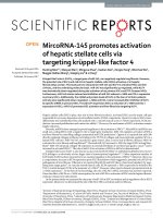 mircorna 145 promotes activation of hepatic stellate cells via targeting kr ppel like factor 4 