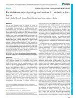 renal disease pathophysiology and treatment contributions from the rat 